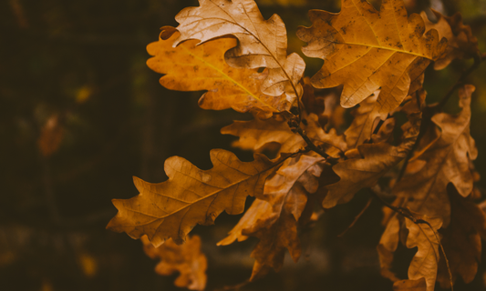 grateful thankful blessed thanksgiving fall leaves